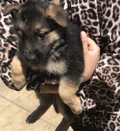 Dlouhé a krátké vlasy německé ovčáky